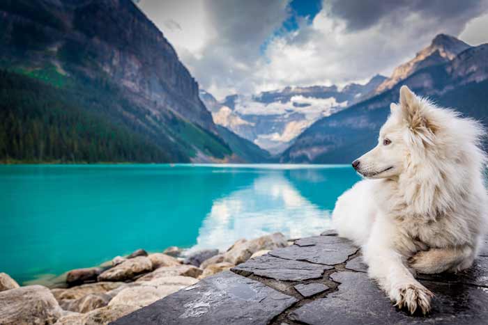 Dog At Lake