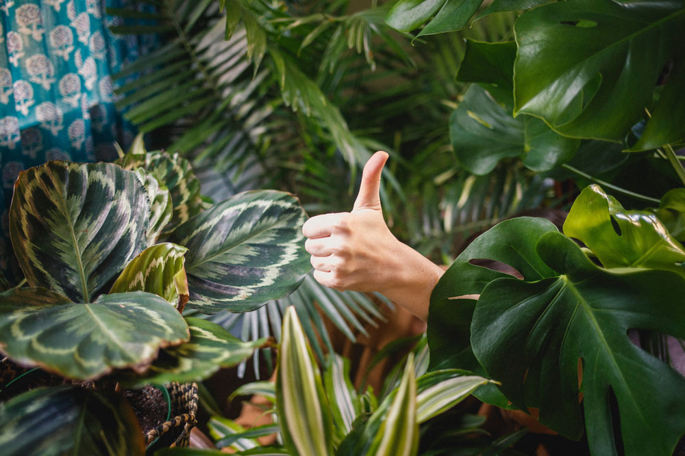 stop caring what other people think. A picture of hand in thumbs up posture amongst dense plants